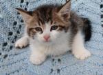 Siamese domestic medium hair Maine coon mix - Siamese Kitten For Sale - W Bloomfield, MI, US