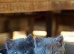 Russian blue kittens - Russian Blue Kitten For Sale - W Bloomfield, MI, US