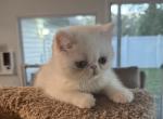 Casper - Exotic Kitten For Sale - Kissimmee, FL, US