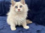 Zorro - Ragdoll Kitten For Sale - 