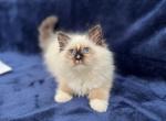 Lolla - Ragdoll Kitten For Sale - 