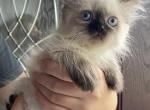 June litter - Himalayan Kitten For Sale - Vestal, NY, US