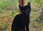 Bobtail kittens - American Bobtail Kitten For Sale - Milton, PA, US