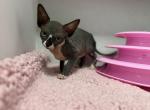 Black & White - Sphynx Kitten For Sale - Okeechobee, FL, US