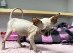Gray girl - Sphynx Kitten For Sale - Okeechobee, FL, US
