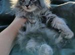 Smokey grey Maine coon - Maine Coon Kitten For Sale - W Bloomfield, MI, US