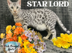 Star Lord - Bengal Kitten For Sale - Provo, UT, US