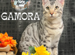 Gamora - Bengal Kitten For Sale - Provo, UT, US