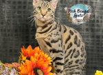 Drax - Bengal Kitten For Sale - Provo, UT, US