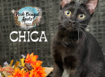 Chica - Bengal Kitten For Sale - Provo, UT, US