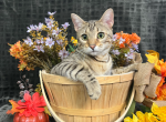 Sally - Bengal Kitten For Sale - Provo, UT, US