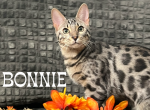 Bonnie - Bengal Kitten For Sale - Provo, UT, US