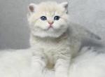 Vanessa British Shorthair female blue golden shad - British Shorthair Kitten For Sale - Miami, FL, US