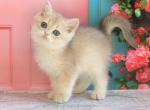 Leaf British Shorthair male blue golden shaded - British Shorthair Kitten For Sale - Miami, FL, US