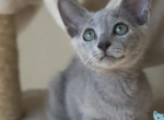 Victoria Russian Blue female blue - Russian Blue Kitten For Sale