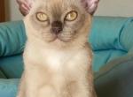 Rabi - Burmese Kitten For Sale - Abington, PA, US