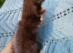 Charlie the chocolate kitten - Maine Coon Kitten For Sale - W Bloomfield, MI, US