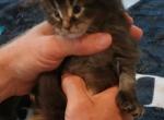 Mike Maine coon - Maine Coon Kitten For Sale - 