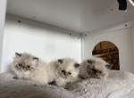 Lulu - Persian Kitten For Sale - 