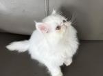 Bella - Persian Kitten For Sale - Kissimmee, FL, US