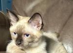 Rare Logan - Siamese Kitten For Sale - Morristown, NJ, US