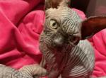 Gemma - Sphynx Kitten For Sale - Chicago, IL, US