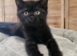 British Kitten Jacksonville - British Shorthair Kitten For Sale - Miami, FL, US