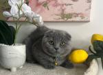 Female Blue Scottish Fold - Scottish Fold Kitten For Sale - Miami, FL, US