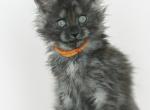 Castiel Black Smoke Maine Coon - Maine Coon Kitten For Sale - Miami, FL, US