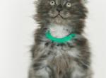 Chuck Black Smoke Maine Coon - Maine Coon Kitten For Sale - Miami, FL, US