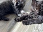 Maine Coon Litter Black Smoke - Maine Coon Kitten For Sale - Miami, FL, US