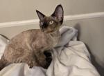Benny - Devon Rex Kitten For Sale - 