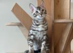 Fantik Bengal male seal sepia - Bengal Kitten For Sale - Miami, FL, US