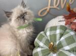 Blue cream point Himalayan persian girl gree ribbo - Himalayan Kitten For Sale - Little Egg Harbor Township, NJ, US