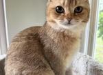 British Shorthair Female - British Shorthair Kitten For Sale - Gurnee, IL, US