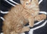 Orange Maine coon ragdoll kitten male - Maine Coon Kitten For Sale - W Bloomfield, MI, US