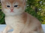 Loki - British Shorthair Kitten For Sale - 