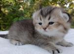 Smokey - British Shorthair Kitten For Sale - 