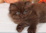 Chocolate Persian kittens - Persian Kitten For Sale - 