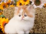 Persian kittens in a variety of colors - Persian Kitten For Sale - 