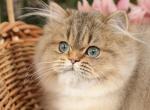 Golden Persian kitten - Persian Kitten For Sale - 