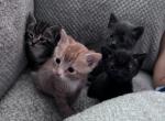 Penelope's kitties - American Shorthair Kitten For Sale - Vineland, NJ, US