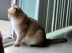 Felix - British Shorthair Cat For Sale - 