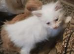 Blue and Flamepoint bobtail Ragdoll Hybrid's - Ragdoll Kitten For Sale - 