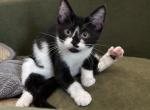 McCoy from the Edie and Zeus litter - American Shorthair Kitten For Sale - Philadelphia, PA, US