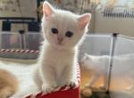Lisa - British Shorthair Kitten For Sale - 