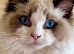 Harley Real Ragdoll in real time - Ragdoll Kitten For Sale - Lakeville, MN, US