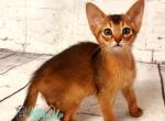 Beautiful Diana - Abyssinian Kitten For Sale - Norwalk, CT, US