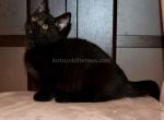 Robin whole black solid munchkin with short legs - Munchkin Kitten For Sale - TX, US