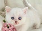 Baby boy Snow blue eyed munchkin short legs - Munchkin Kitten For Sale - TX, US